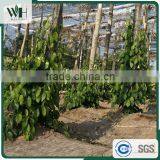 Cambodia Wholesale Black Pepper 500GL for Buyers thumbnail-6