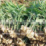 Fresh/dried Ginger thumbnail-1