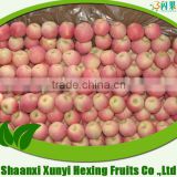 Fresh gala apple from China professional supplier