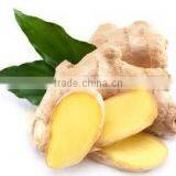 Health food ginger essential oil extract