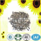 raw processing type chinese sun flower seeds 5009