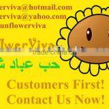 5009 24/64 Sunflower Seeds thumbnail-1