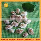 Natural Decotative Semicassis Inornata Seashell for Sale thumbnail-1