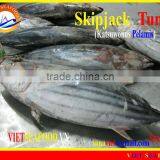 WHOLE ROUND FROZEN SKIPJACK TUNA thumbnail-1