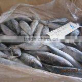 China Frozen Bonito Tuna 2015 thumbnail-1