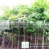 Tabebuia Chrysantha for Middle-east Project thumbnail-1