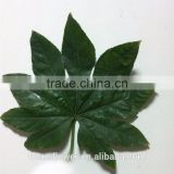 Cut Fresh Alangium Chinense Leaves For Sale