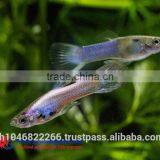 Endler Guppy Fish / Guppy Fish for Sale thumbnail-3