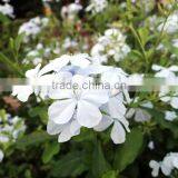 Standard Quality of Plumbago zeylanica