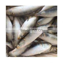 Price Frozen Sardine Fish Sardine Exporters thumbnail-3