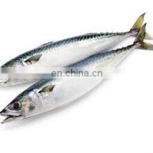 IQF Frozen Pacific Mackerel Fish Yellow Tail Pacific Mackerel thumbnail-2