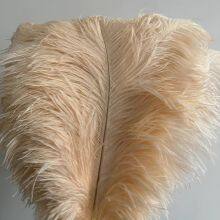 Ostrich Feather From China For Wholesale