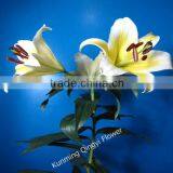 Kunming Qingyi Fresh Cut Flowers Multicolor Oriental Hybrid Lily Blooming Lily thumbnail-2