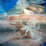 Frozen Carp Fish thumbnail-2