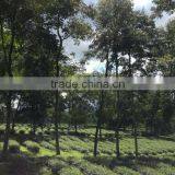 Vietnamese High Quality GREEN TEA thumbnail-6