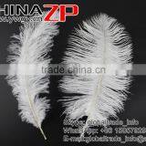 ZPDECOR Wholesale Exporting Selected Prime Quality From 12'' to 14'' White Ostrich Feather for Sale thumbnail-6