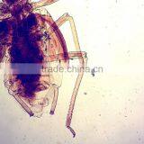 Promotion Prepared Microscope Zoology Slides