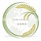 Indian Green Cardamom for Kuwait Market thumbnail-3