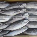 FROZEN HORSE MACKEREL WHOLE ROUND thumbnail-3