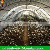 Economical Agricultural Mushroom Used Film Greenhouse thumbnail-2