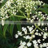 Neem Seed Oil thumbnail-2