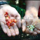 Small Cocoa Huller,coffee Bean Peeling Machine thumbnail-4