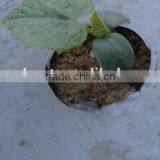 Agriculture Usage Perfoared Mulch Film With Holes thumbnail-3