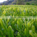 High Grade Healthy and Flavorful Green Tea From Japanese Food Distributor thumbnail-3