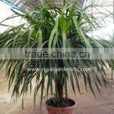 Dracaena Draco,Dracaena Angustifolia Indoor Plants thumbnail-1