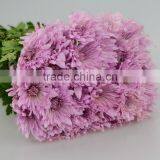 High-class White Chrysanthemum Flowers From Yunnan thumbnail-6