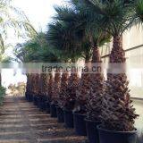 Washingtonia Robusta "Mexican Fan Palm" thumbnail-6