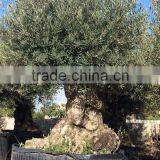 Bonsai Olive Tree Extra Large thumbnail-5