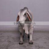 Definitive Brahman Looking Right thumbnail-2