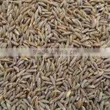 Cumin Seeds thumbnail-2