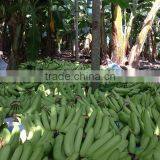 VIETNAM BEST QUALITY FRESH CAVENDISH BANANA thumbnail-2