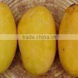 100% Fesh Chunsa Mango thumbnail-5