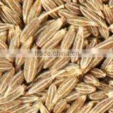 Cumin Seed Essential Oil with World Best Uses & Benefits