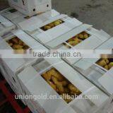 Chinese Fresh Ginger thumbnail-2