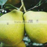 High Quality Shatian Pomelo thumbnail-1