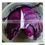 Fresh purple cabbage/price for red cabbage