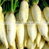 white radish in agriculture
