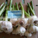 FRESH NORMAL WHITE GARLIC EXPORT 4.5 CM , EGYPT. thumbnail-6