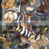 Shanghai Detan Affordable Dried Morel Mushrooms thumbnail-3