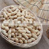 Roasted Groundnut in Shell (Large Size) thumbnail-2