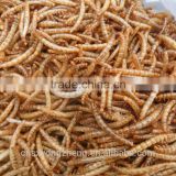 Insect Protein Bird Food Dried Mealworms