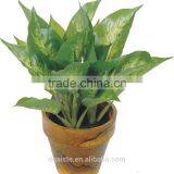 Artificial Green Bonsai The Evergreen WB17-27J-GN2# Plant Bonsai Flower Tree of Este ) thumbnail-1