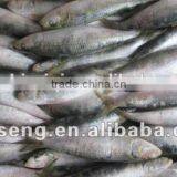 2016 Best Quality Canned Sardine From China thumbnail-1