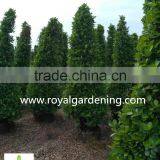 Ficus Panda Christmas Tree ( Cone Shape) thumbnail-4