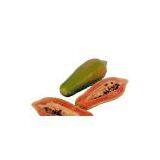 Papaya Seeds 703 thumbnail-1