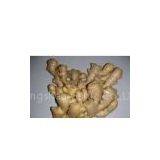 Shandong Ginger